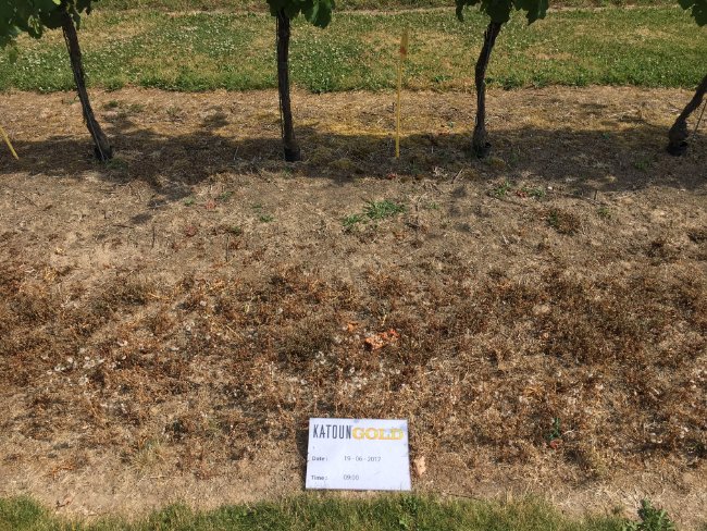 Green-tech’s latest product addition Katoun® Gold – a natural weed management solution