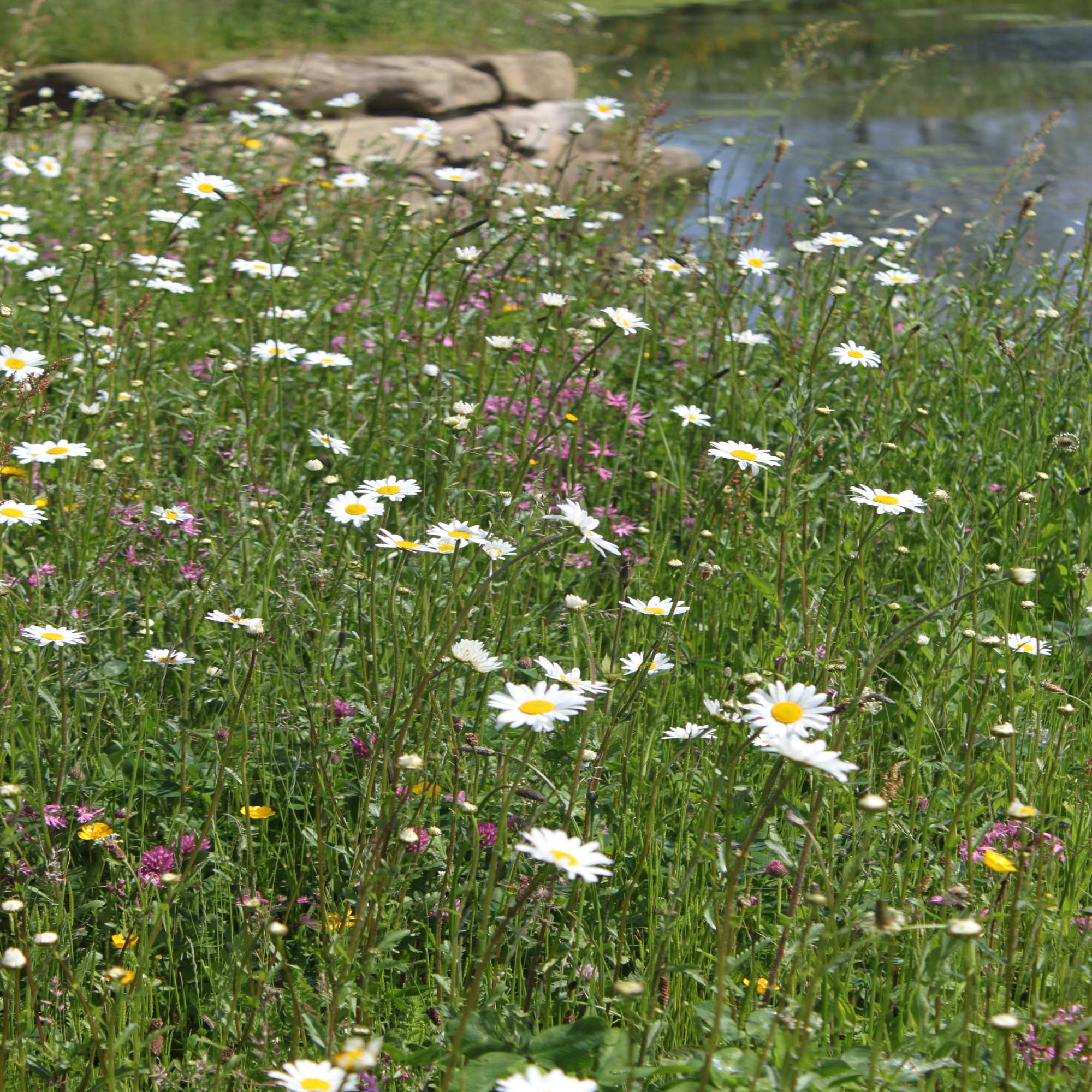 Perennial Wildflower Seeds