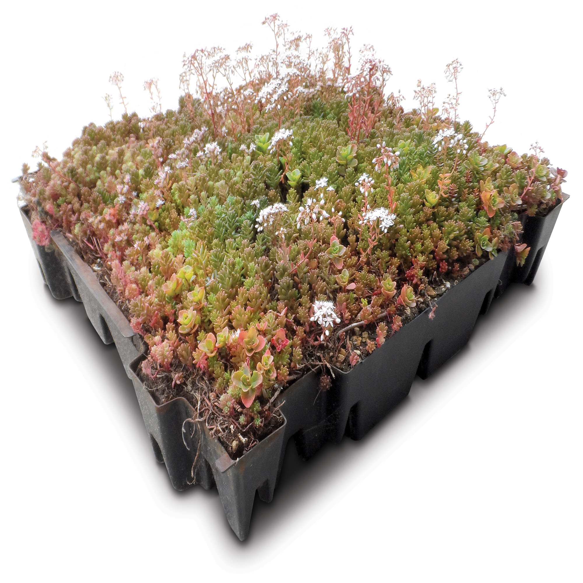 Green Roof Sedum Trays